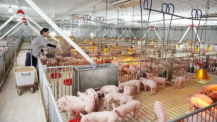 Giá heo hơi hôm nay 28/6/2026: Nhiều địa phương giảm về 66.000 đồng/kg