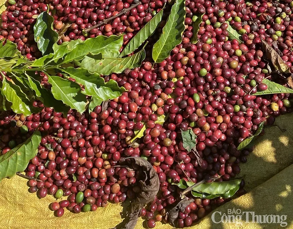 Giá cà phê Arabica tăng gần 7%