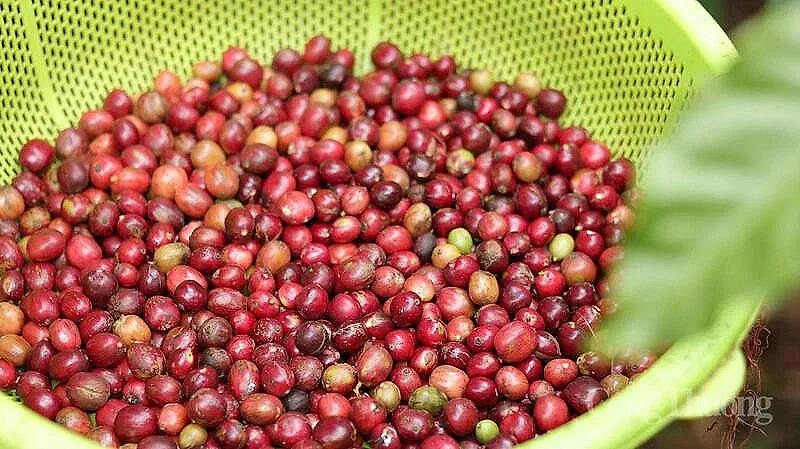 Giá cà phê thế giới tăng mạnh