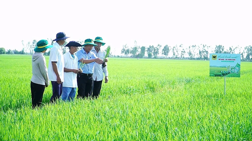 Chuyện người nông dân ‘đánh thức’ vùng đất phèn