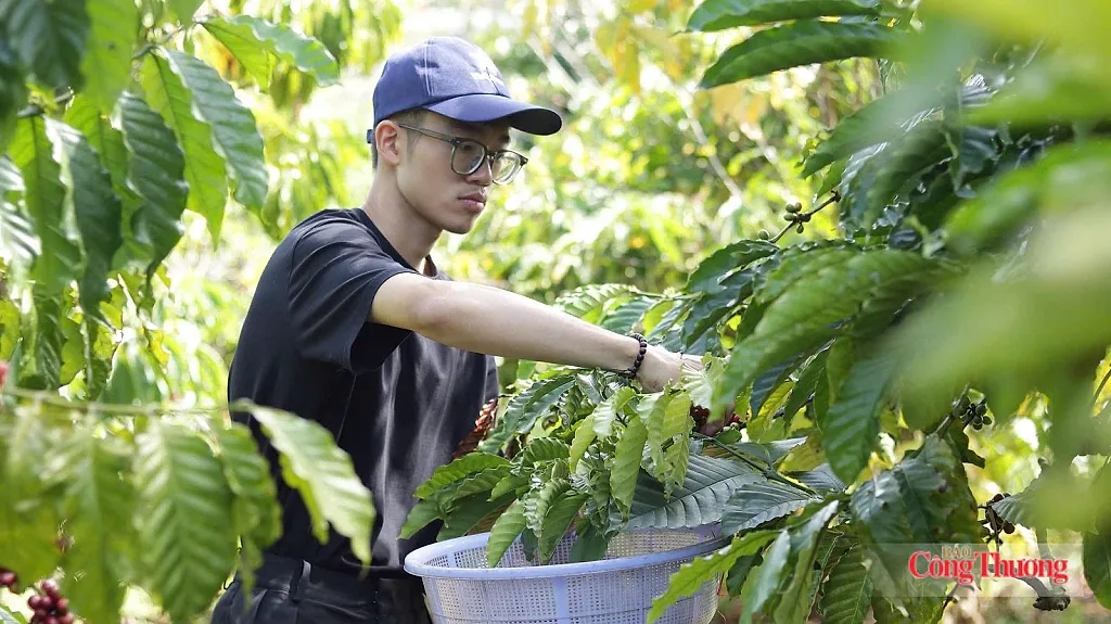 Giá cà phê hôm nay 8/7/2026: Tiến sát mốc 97.000 đồng/kg