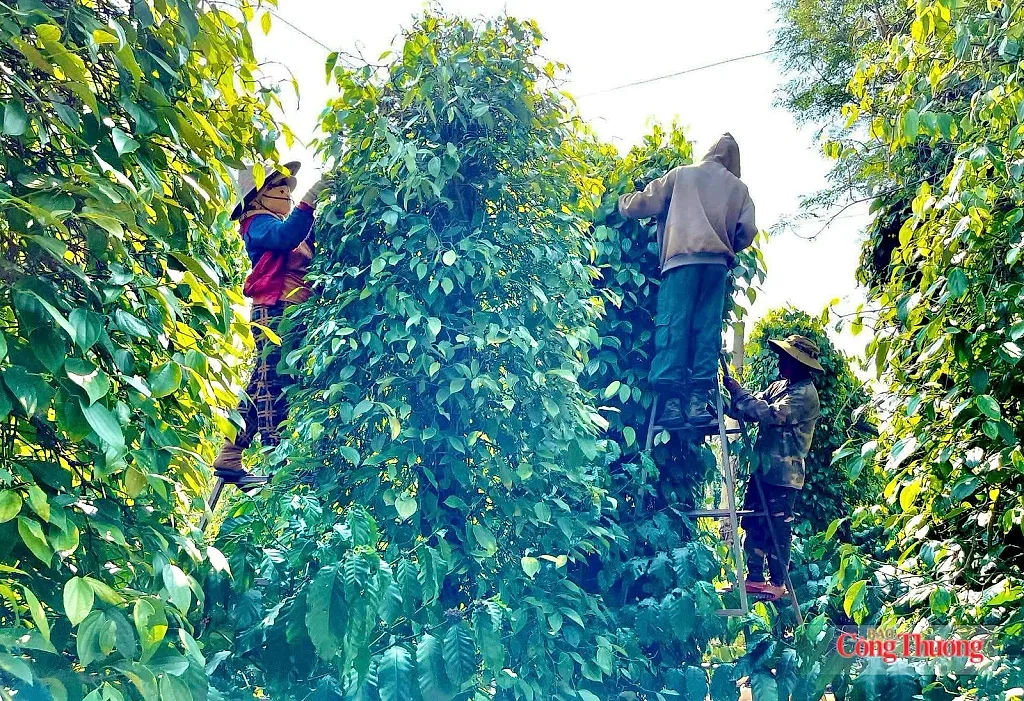 Giá tiêu hôm nay 8/7/2026: Đồng loạt tăng 1.000 đồng/kg