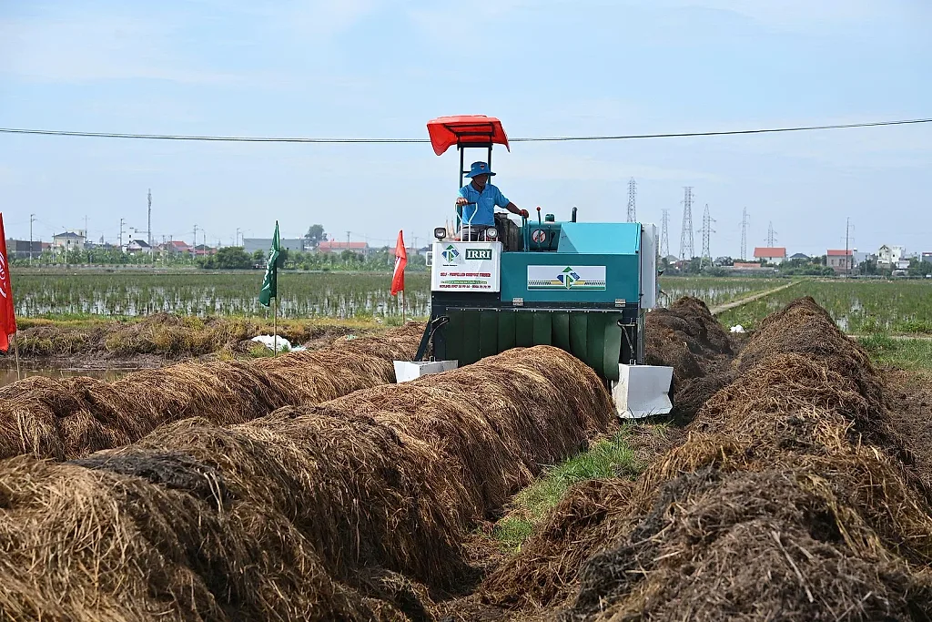 Khởi động chuỗi lúa xanh, mô hình tốt cho kinh tế tuần hoàn