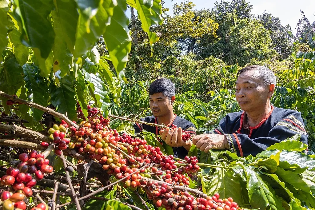 Gia tăng xuất khẩu nông sản sang Hoa Kỳ: Chìa khóa từ chuỗi cung ứng