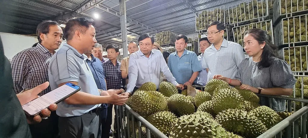Gỡ nút thắt mã số vùng trồng, mở rộng thị trường xuất khẩu sầu riêng