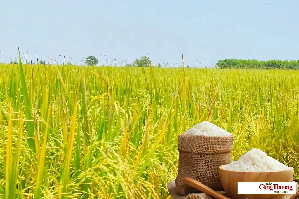Giá lúa gạo hôm nay ngày 11/7/2026: Gạo xuất khẩu thơm dẻo neo cao