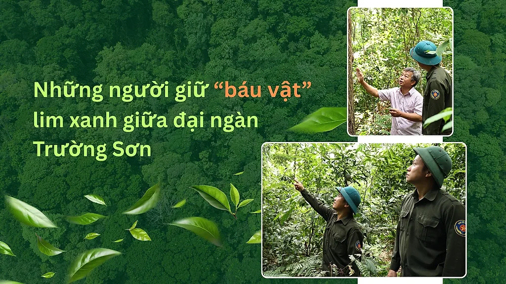 Những người giữ 'báu vật' lim xanh giữa đại ngàn Trường Sơn