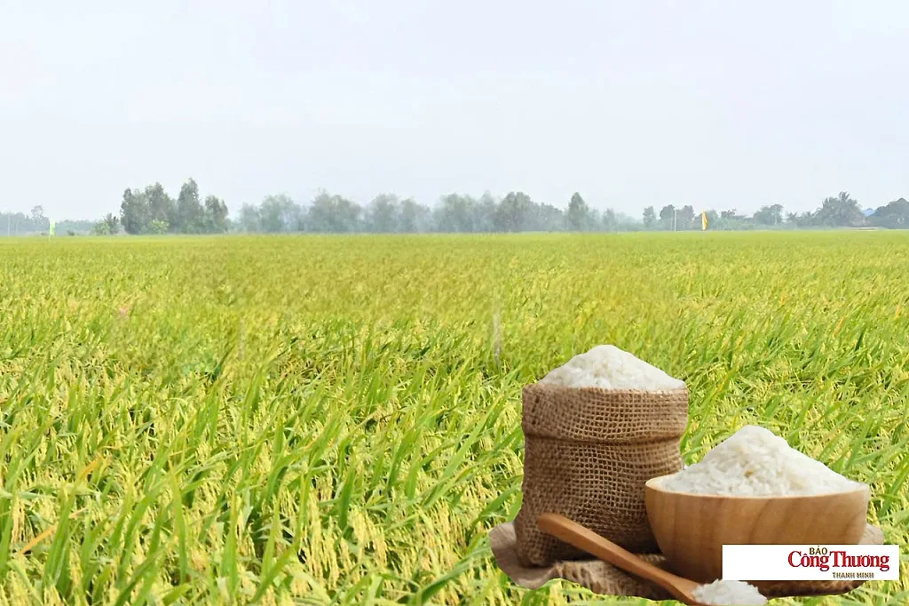 Giá lúa gạo hôm nay ngày 15/7/2026: Gạo nguyên liệu xuất khẩu tăng nhẹ — Sở Nông nghiệp và Môi trường tỉnh An Giang