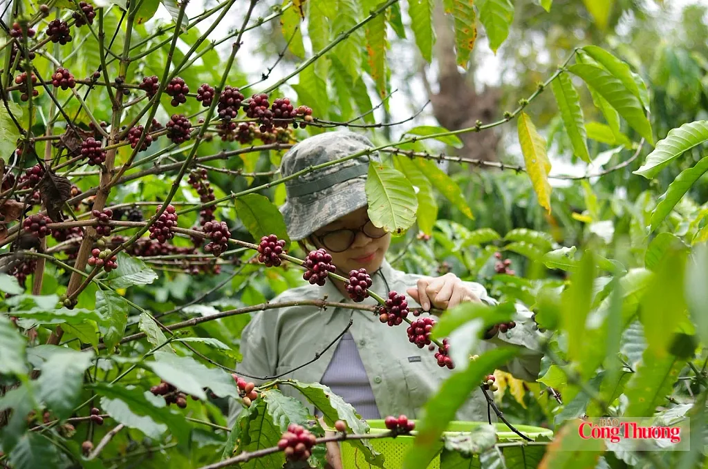 Giá cà phê hôm nay 27/7/2026: Dao động từ 95.300 - 95.800 đồng/kg