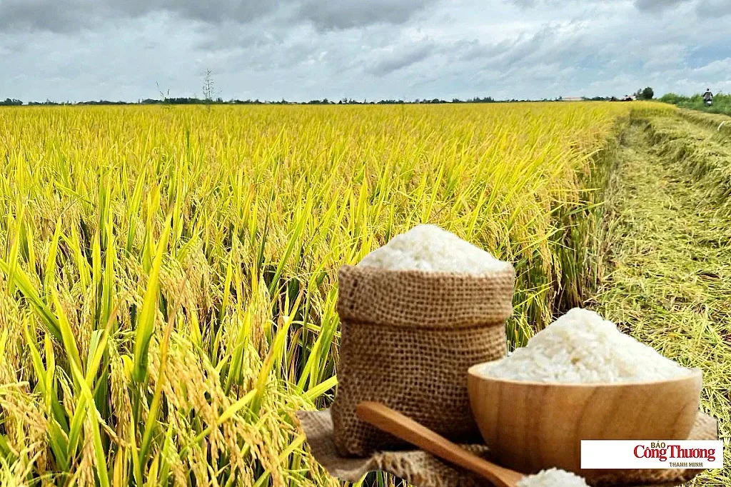 Giá lúa gạo hôm nay ngày 1/8/2026: Gạo thơm Jasmine tăng 2.000 đồng/kg