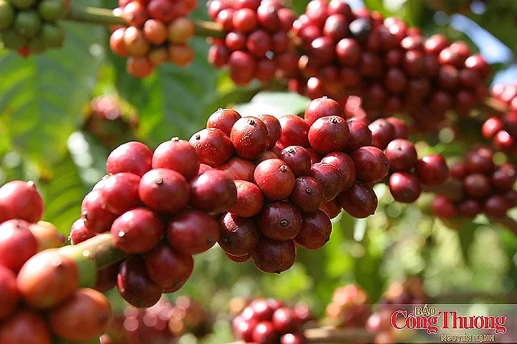 EU, Hoa Kỳ, Nhật Bản đồng loạt cập nhật quy định SPS — Văn phòng SPS Việt Nam