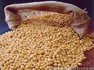 Giá đậu tương giảm hơn 5% khi thời tiết Mỹ thuận lợi trở lại