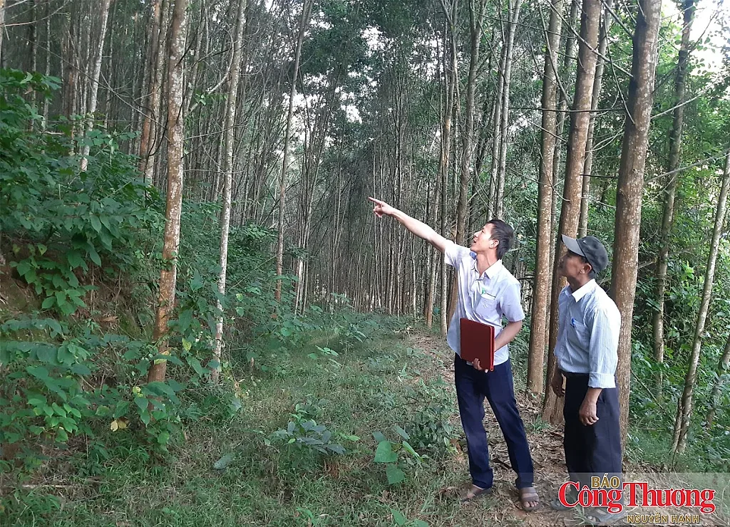 Tăng nguồn gỗ lớn trong nước để giữ đà xuất khẩu lâm sản