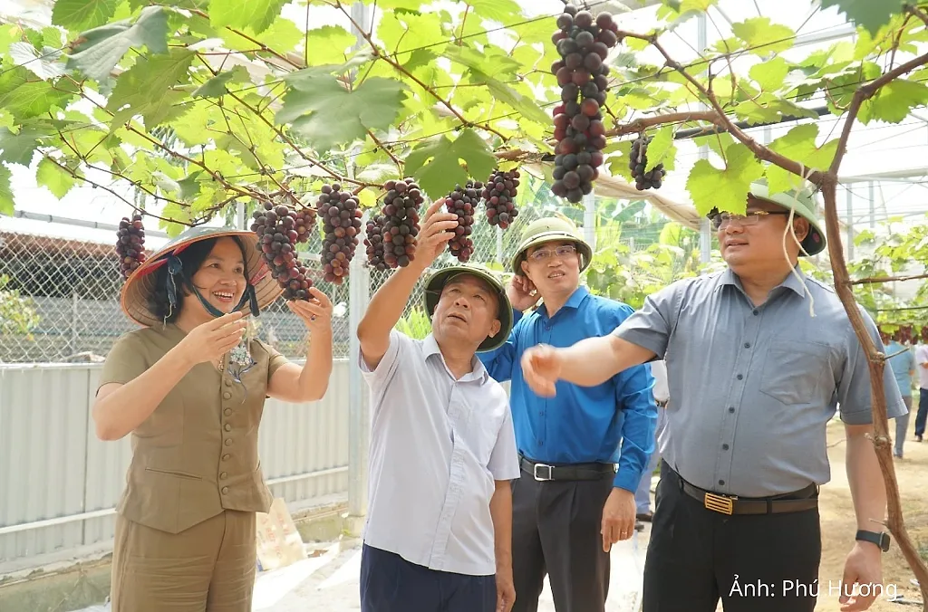 Nông sản hàng hóa mở lối giảm nghèo bền vững nơi miền Tây Nghệ An