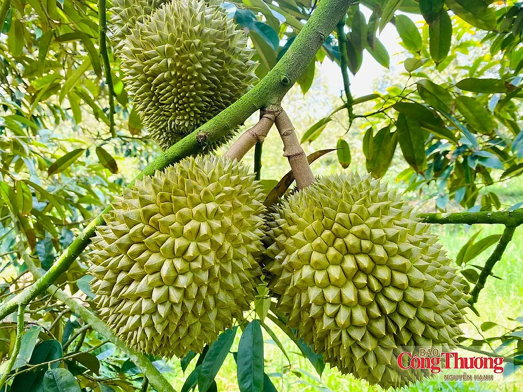 Tiếp sức cho nông sản Việt vào thị trường Trung Quốc