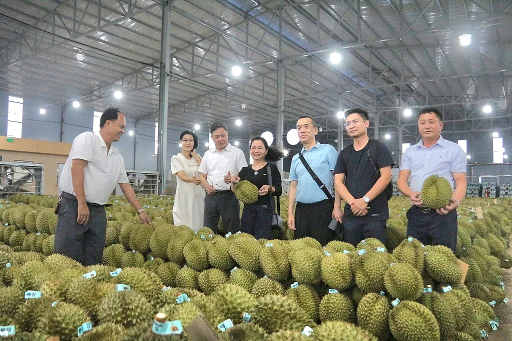 Lễ hội Sầu riêng Đắk Lắk 2026: Kỳ vọng mở rộng cánh cửa xuất khẩu — UBND tỉnh Đắk Lắk