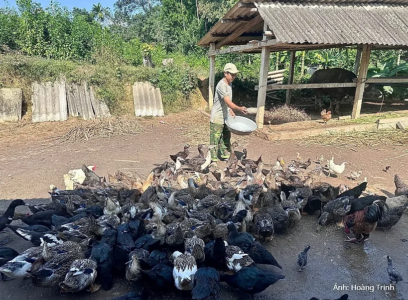 Khai thác hiệu quả lợi thế vật nuôi, góp sức giảm nghèo bền vững ở miền Tây Nghệ An — Hợp tác xã sản xuất và kinh doanh bò giàng Thảo Hảo