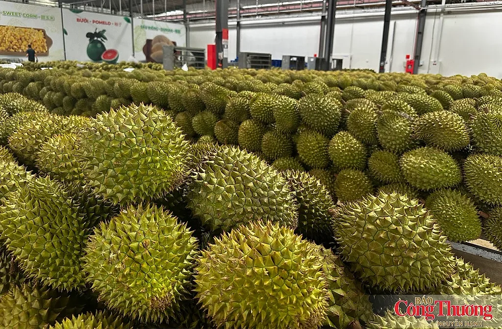 Mã số vùng trồng: Cấp dễ hơn, quản chặt hơn