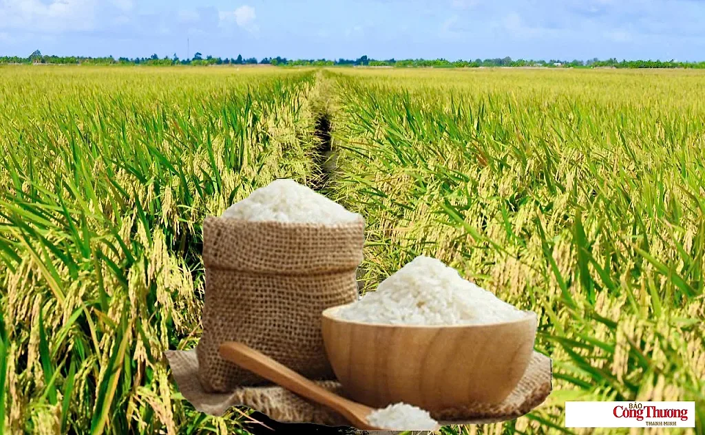 Giá lúa gạo hôm nay ngày 6/8/2026: Gạo xuất khẩu biến động trái chiều — Hiệp hội Lương thực Việt Nam