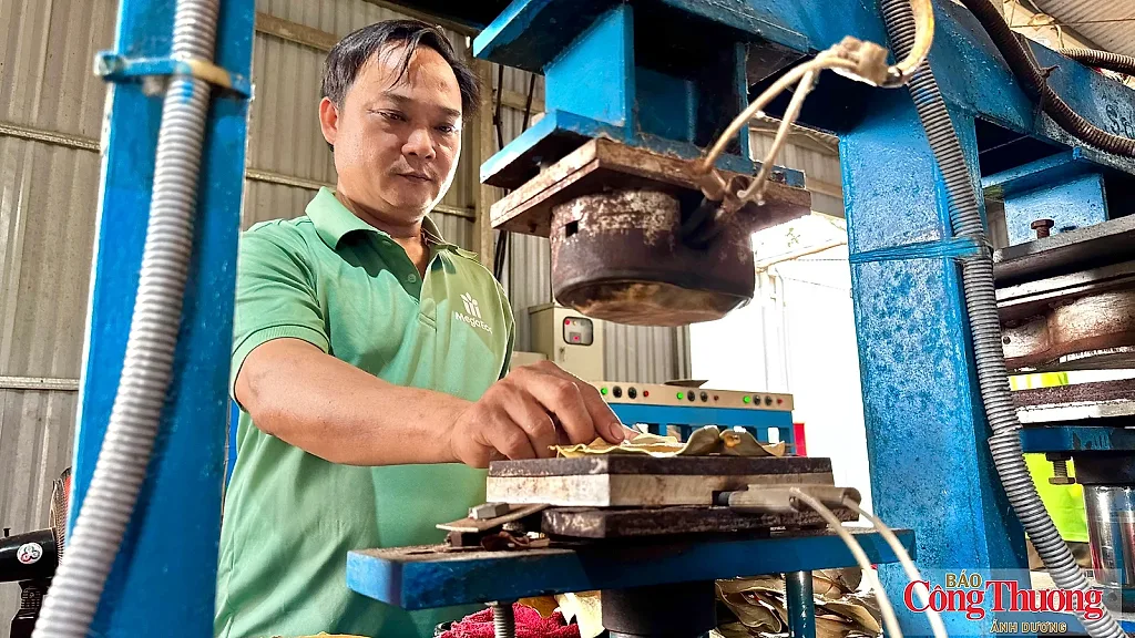 Quảng Ngãi: Biến lá bàng biển thành 'vàng xanh' xuất khẩu