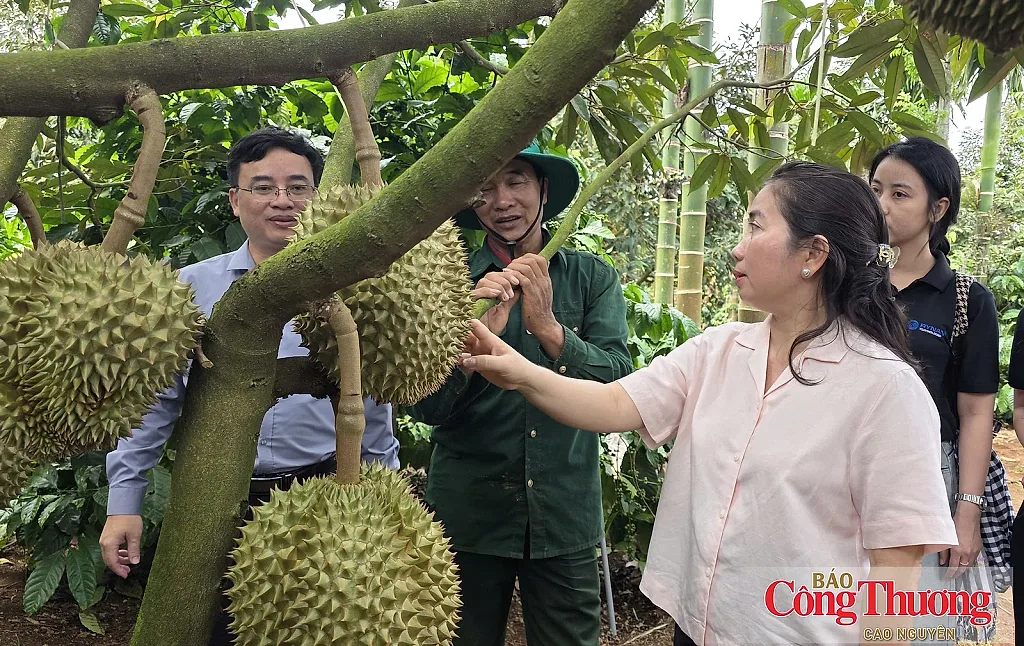 Đắk Lắk số hóa vùng trồng, tạo 'hộ chiếu số' cho nông sản xuất khẩu