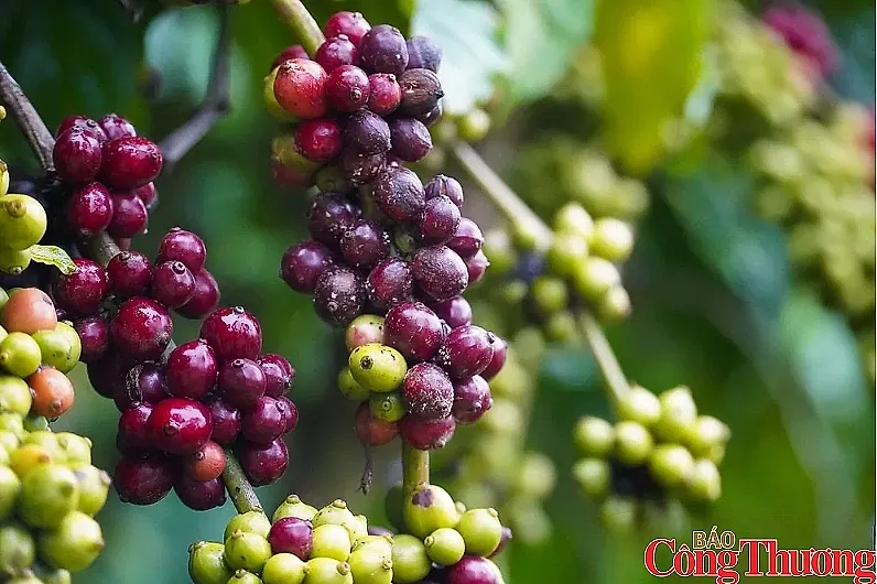 Nguồn cung thắt chặt đẩy giá cà phê thế giới đồng loạt tăng mạnh