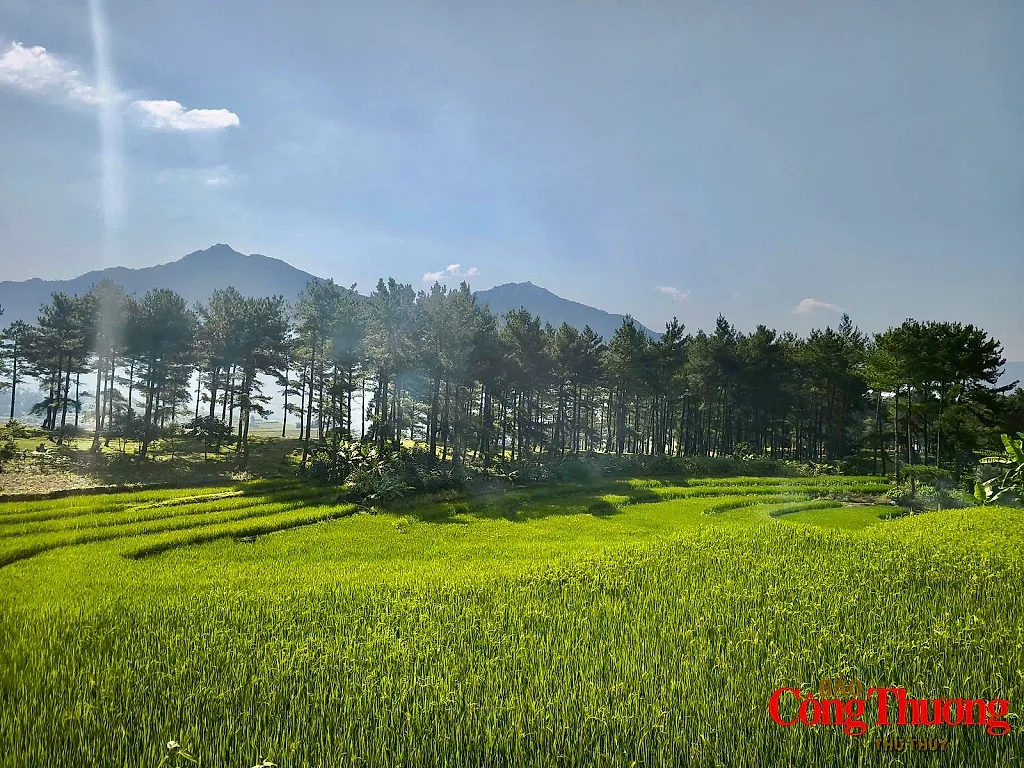 Đồi thông bản Chít Mường Than: Khơi dậy tiềm năng du lịch xanh