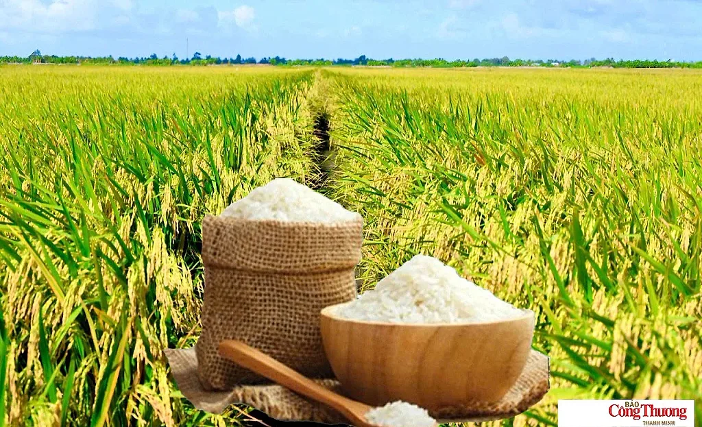 Giá lúa gạo hôm nay ngày 7/9: Gạo nguyên liệu xuất khẩu tiếp đà giảm