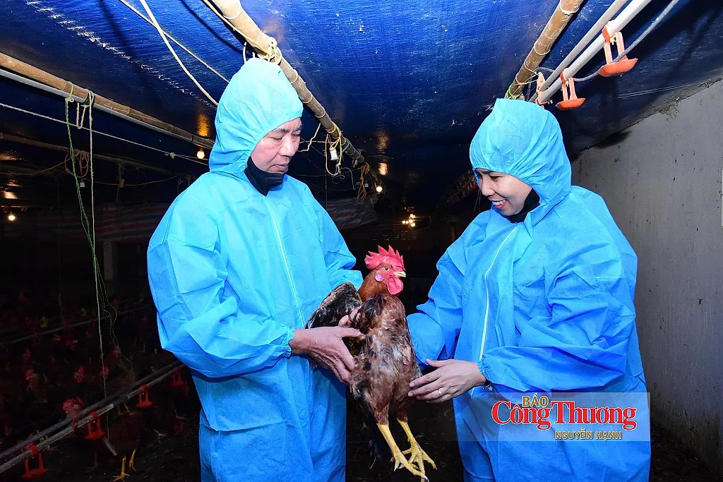 Hộ chăn nuôi liên kết cùng doanh nghiệp chia sẻ rủi ro