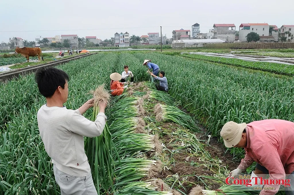 Đi tìm giải pháp cắt đứt chu kỳ sinh khí mê-tan trên đồng ruộng