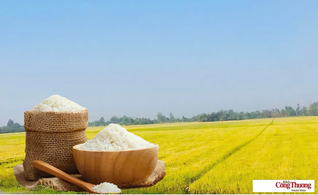 Giá lúa gạo hôm nay ngày 10/9/2026: Gạo xuất khẩu giảm