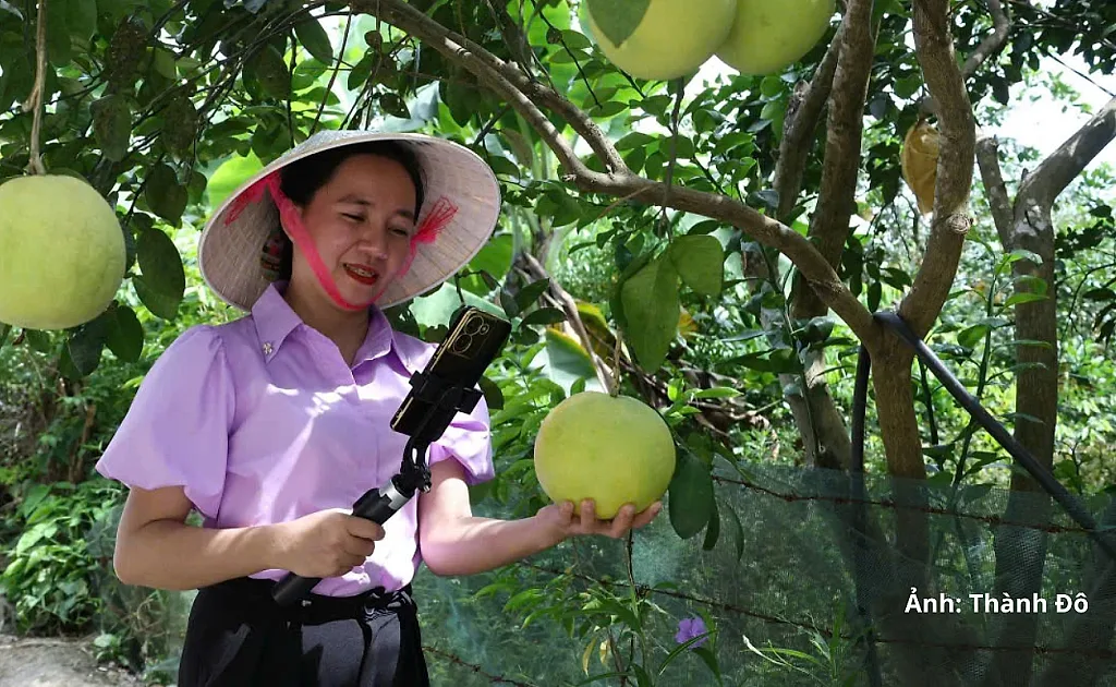 Hà Tĩnh mở rộng thị trường số nhờ đưa bưởi Phúc Trạch 'lên sóng'