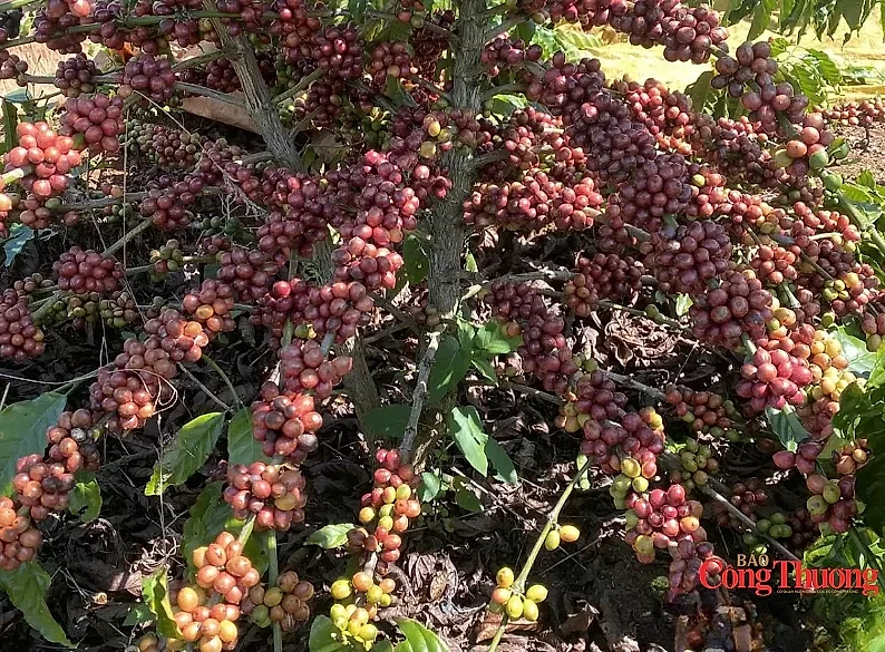 Giá cà phê thế giới tăng trở lại, tồn kho Arabica xuống mức thấp kỷ lục