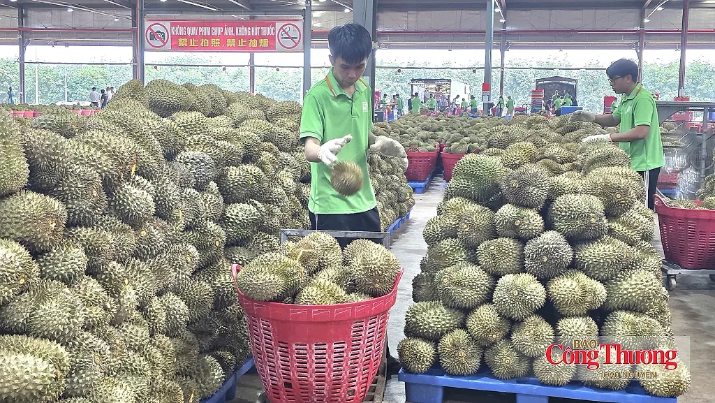 Sầu riêng Việt muốn vươn xa, liên kết phải bắt đầu từ vườn
