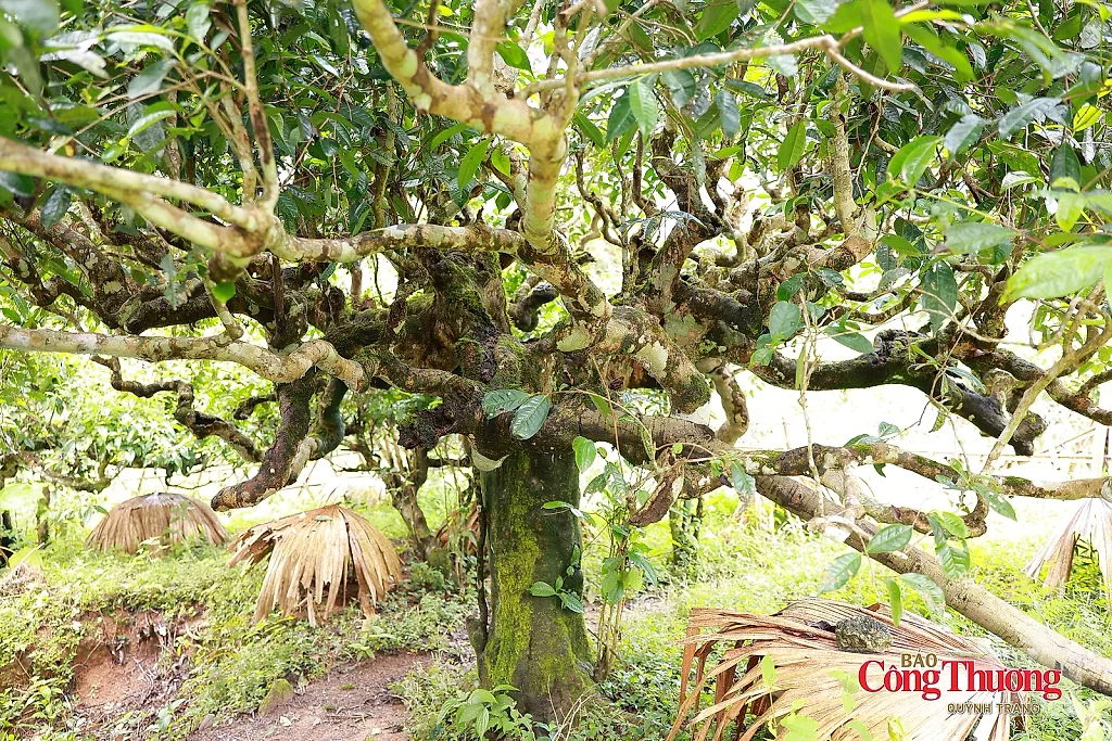 Vẻ đẹp vùng chè Shan tuyết giữa núi rừng Tuyên Quang