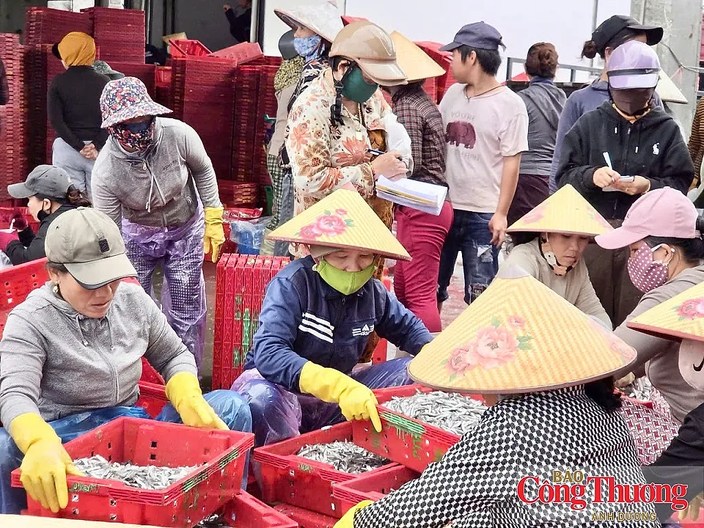 Quảng Ngãi: Ngư dân trúng cá cơm trái vụ, lãi hàng chục triệu đồng