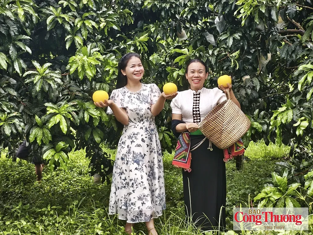 Điện Biên: Vú sữa Hoàng Kim bén rễ đất Mường Ảng, mở hướng làm giàu