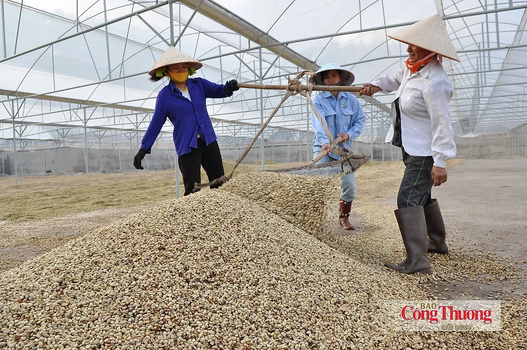 Sơn La chuẩn hóa vùng cà phê, mở rộng cơ hội từ EVFTA