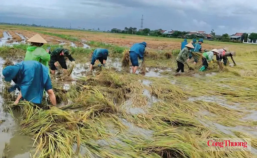 Đắk Lắk: Hơn 1.000 ha lúa ngập úng, nông dân nỗ lực giảm thiệt hại