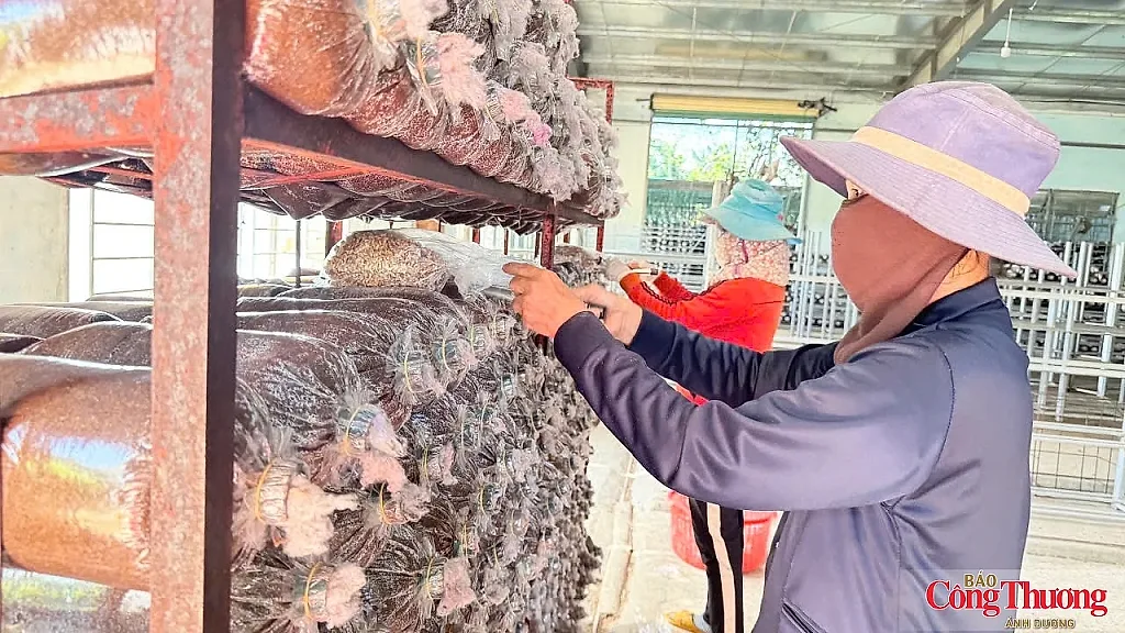 Quảng Ngãi: Cần một cú hích để phát triển kinh tế hợp tác xã