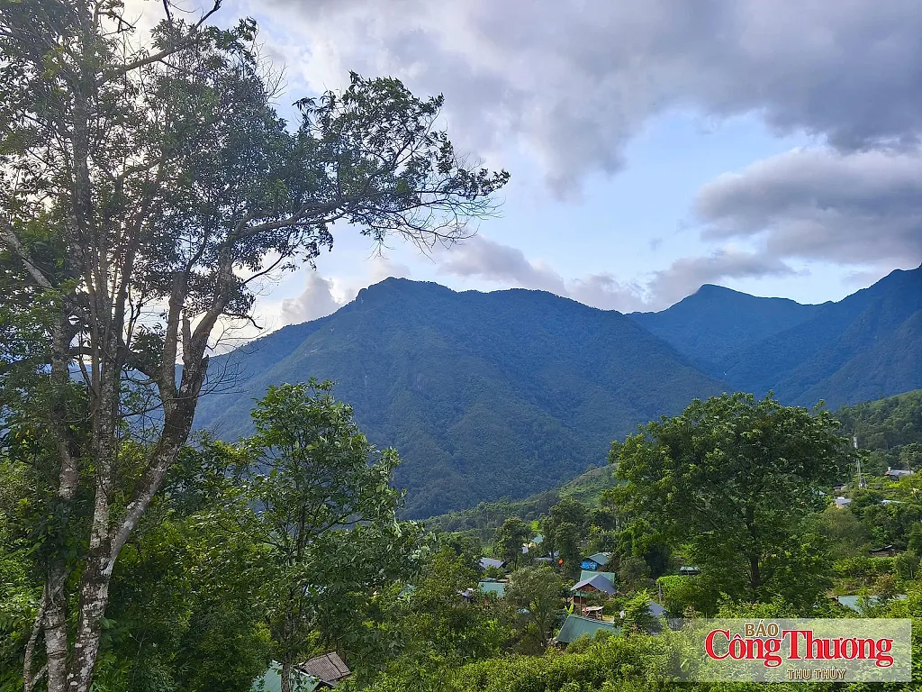 Lai Châu: Giữ nguồn chè quý, mở lối sinh kế bền vững