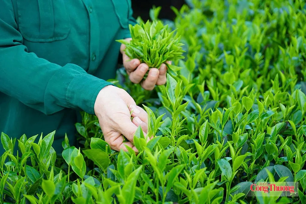 Chủ động đáp ứng chuẩn EU, mở rộng dư địa xuất khẩu nông sản nhờ EVFTA