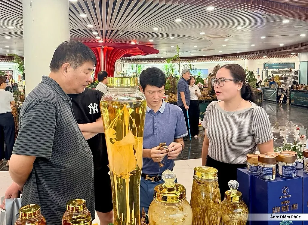 Đà Nẵng: Sâm Ngọc Linh và bài toán kéo dài giá trị sau thu hoạch
