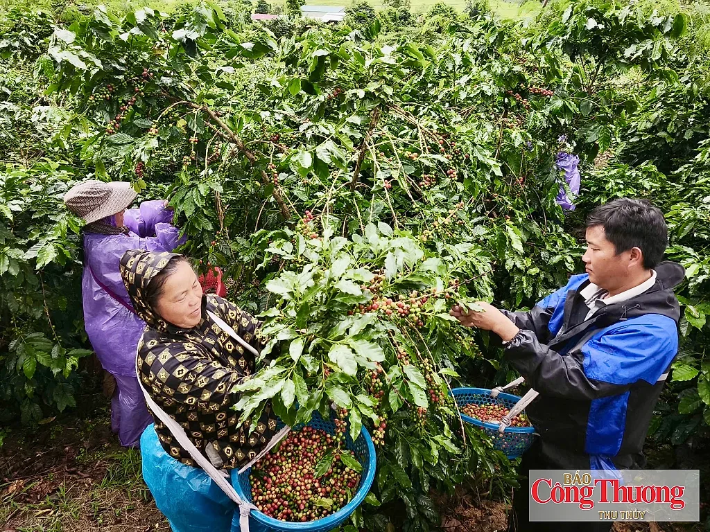 Mường Ảng: Nâng cao giá trị cà phê, tạo sinh kế bền vững cho người dân