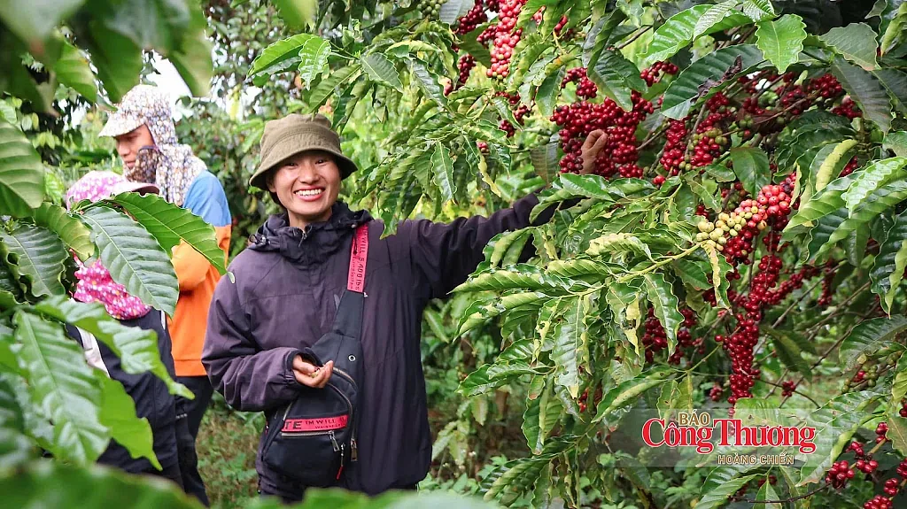 Giá cà phê hôm nay 10/10/2026: Đi ngang, cao nhất 91.800 đồng/kg