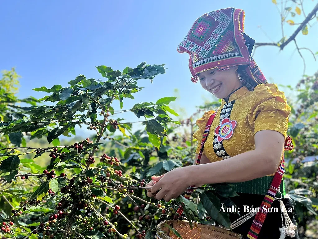 Arabica Sơn La hướng tới thương hiệu cà phê tiêu biểu ASEAN