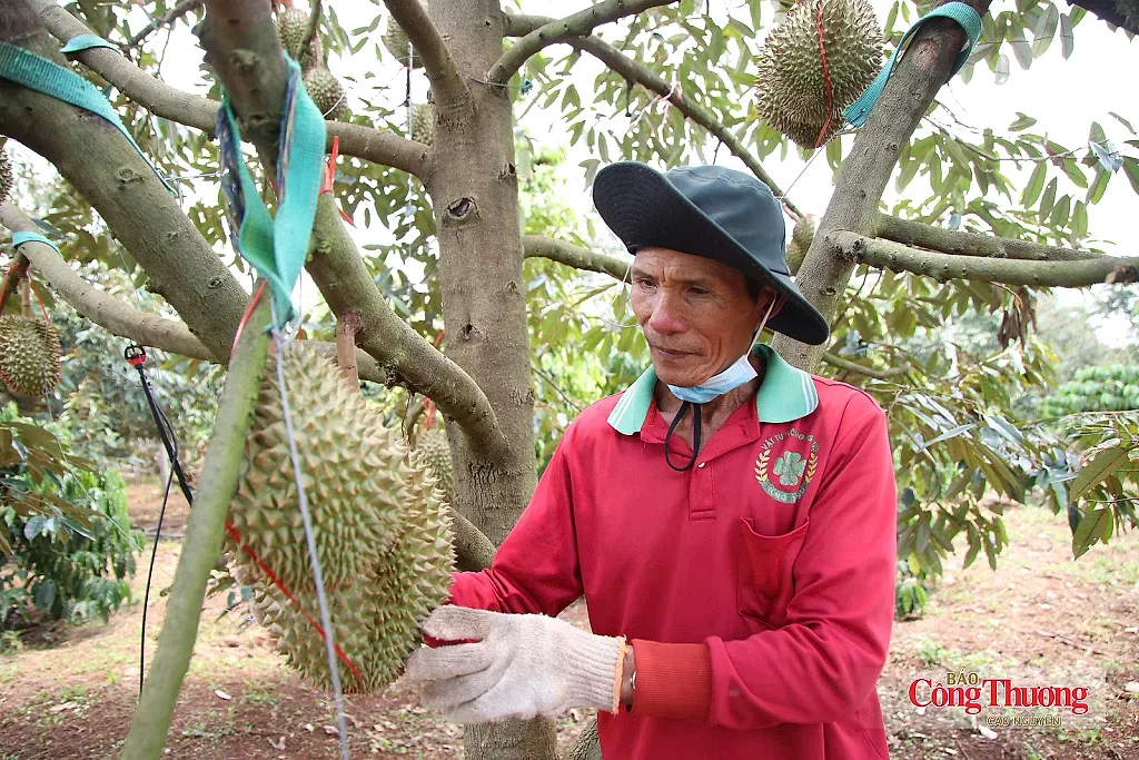 Quản lý tổng hợp chuỗi, tăng hiệu quả kinh tế sầu riêng