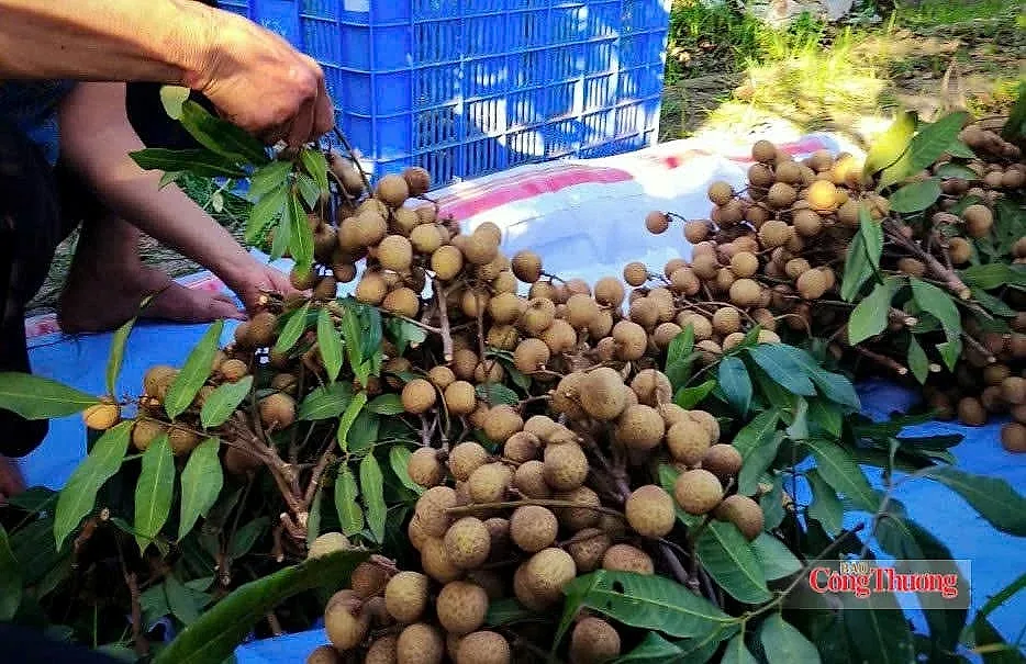 Hưng Yên tìm hướng nâng giá trị nhãn lồng, mở rộng thị trường