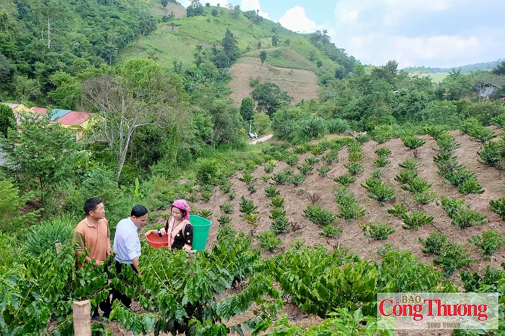 Điện Biên: Xã Nà Bủng đa dạng hóa cây trồng, tạo sinh kế bền vững