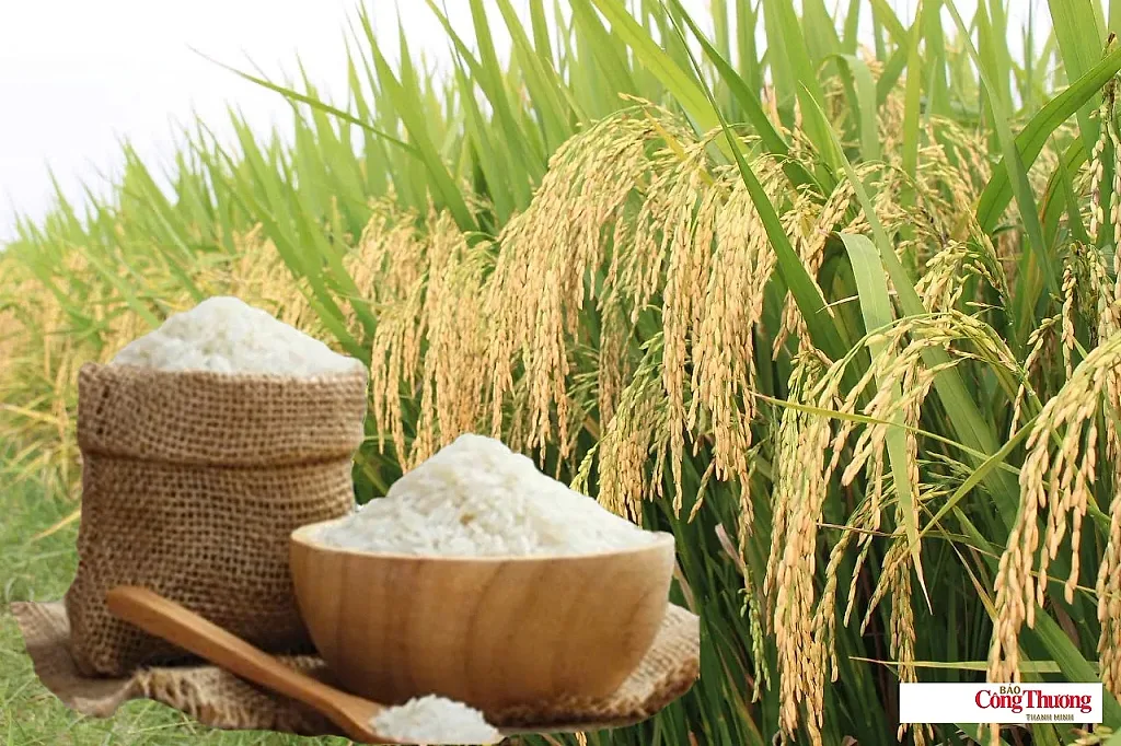 Giá lúa gạo hôm nay ngày 25/10, tuần qua: Gạo xuất khẩu tăng